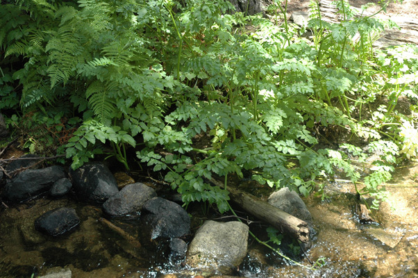 Soberanes Canyon 078.jpg